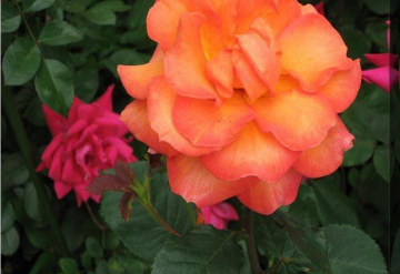 My Photos - (Swans, Yellow Iris, Orange Rose, Coconuts)