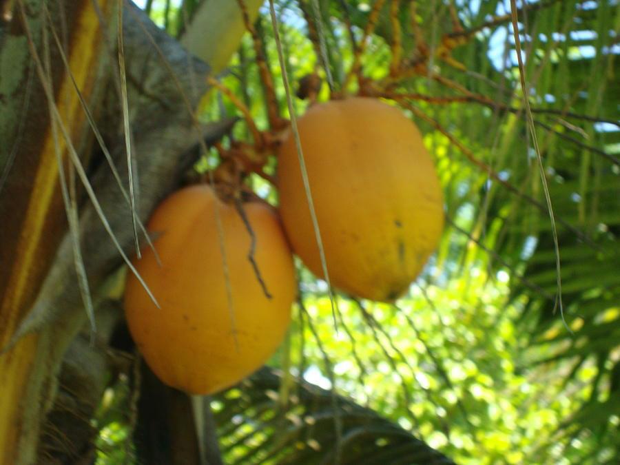 First coconuts from my garden