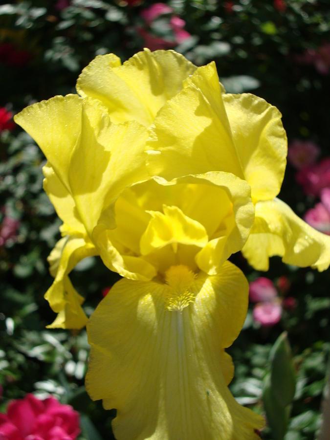 Yellow Iris